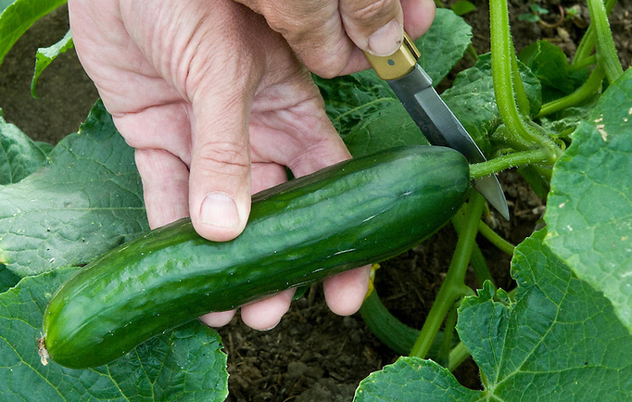 cucumber harvesting