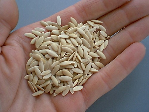 cucumber seed