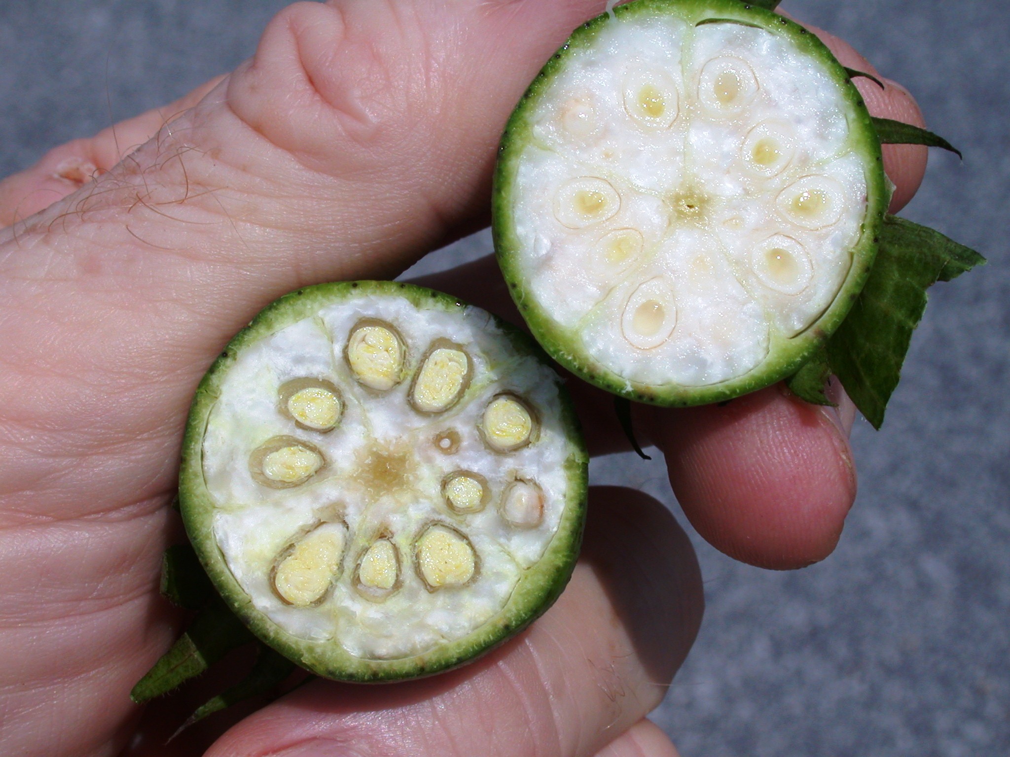 cut bolls1