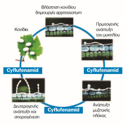 cyrcle