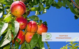 Πυρηνόκαρπα: Έξαρση Εχθρών και Ασθενειών λίγο πριν τη συγκομιδή