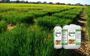 Η επίδραση του Amino 16® στα χειμερινά σιτηρά και στη συγκέντρωση νιτρικού αζώτου στο έδαφος
