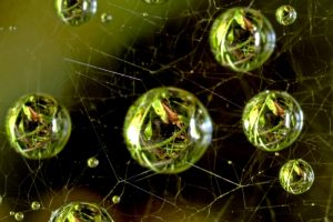 Φυλλόσφαιρα: Μια νέα προοπτική για τη γεωργία