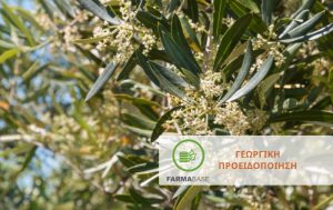 Ολοκληρωμένη φυτοπροστασία της ελιάς έναντι του πυρηνοτρήτη στο στάδιο της ανθοφορίας