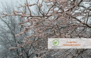 Χειμερινές επεμβάσεις σε Πυρηνόκαρπα στην κατάσταση του λήθαργου