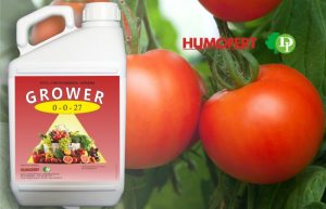GROWER 0-0-27: Ωρίμανση – βελτίωση ποιότητας καρπών και αντοχή στη ξηρασία