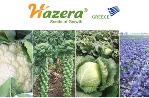 Για την καλλιέργεια Σταυρανθών λαχανικών η HAZERA προτείνει…