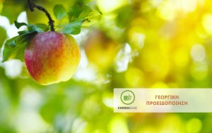 Η φυτοπροστασία των Μηλοειδών κατά τους θερινούς μήνες