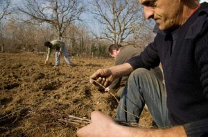 Έρχονται κατασχέσεις και πλειστηριασμοί σε χιλιάδες αγρότες οφειλέτες της πρώην ΑΤΕ