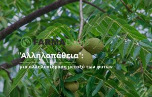 “Αλληλοπάθεια” μια αλληλεπίδραση μεταξύ των φυτών