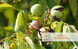 Καρπόκαψα Καρυδιάς – Εμφάνιση της 3ης γενεάς του εντόμου