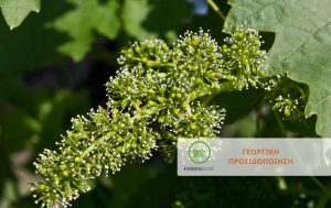 Κρίσιμη η φυτοπροστασία του Αμπελιού στο στάδιο της άνθησης