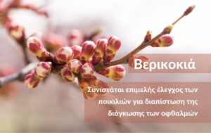 Απαραίτητες επεμβάσεις Βερικοκιάς πριν τη διόγκωση οφθαλμών