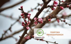 Φυτοπροστασία της Βερικοκιάς από το Κορύνεο (Stigmina carpophila)