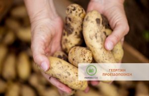 Περονόσπορος σε καλλιέργειες Πατάτας