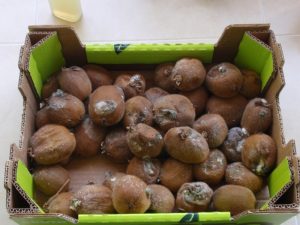Το πρόβλημα του βοτρύτη στα αποθηκευμένα ακτινίδια