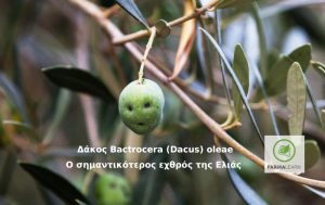 Προστασία από τον Δάκο… Ότι πρέπει να γνωρίζετε για τον σημαντικότερο εχθρό της ελιάς!
