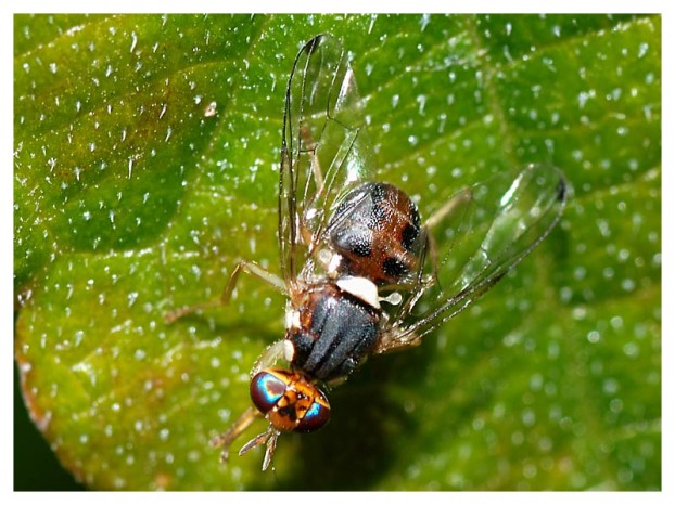 dacusfly01 622x466