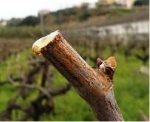 dakryroia