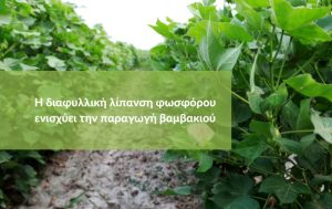 Η διαφυλλική λίπανση φωσφόρου ενισχύει την παραγωγή βαμβακιού