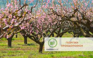 Πυρηνόκαρπα: Στρατηγικές φυτοπροστασίας στο μεταβατικό στάδιο άνθησης – καρπόδεση