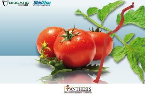 Οριστική έγκριση για το ISONET® T που έρχεται να δώσει λύση στο πρόβλημα του εντόμου Tuta absoluta
