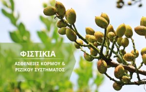Φιστικιά – Προληπτικά μέτρα καταπολέμησης ασθενειών κορμού και ριζικού συστήματος