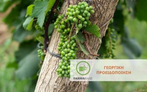 Αμπέλι: Ολοκληρωμένη φυτοπροστασία κατά το στάδιο της καρπόδεσης