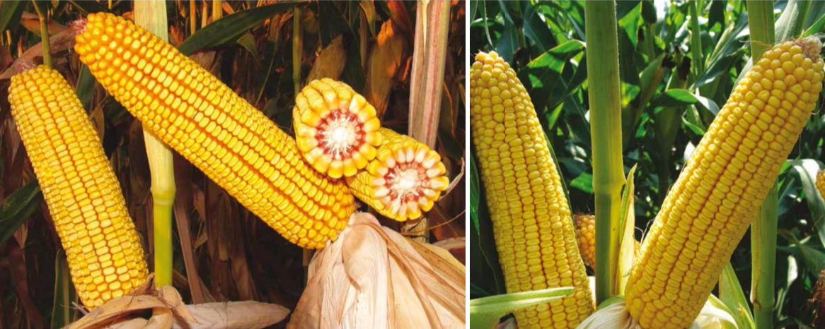 dekalb 6442