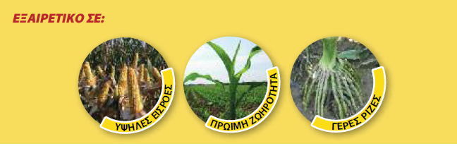 dekalb 6442 EX