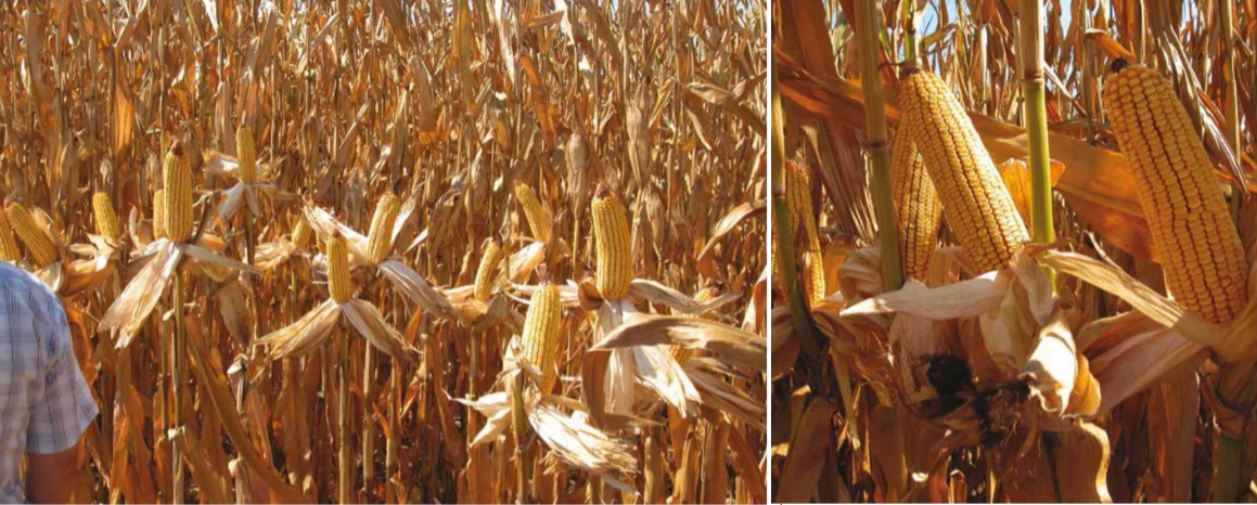 dekalb 6724 