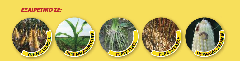 dekalb 6724 EX