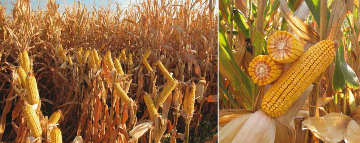 dekalb 6728