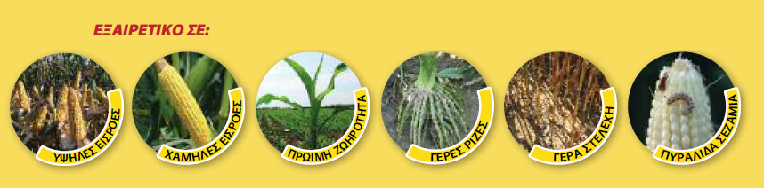 dekalb 6728 EX