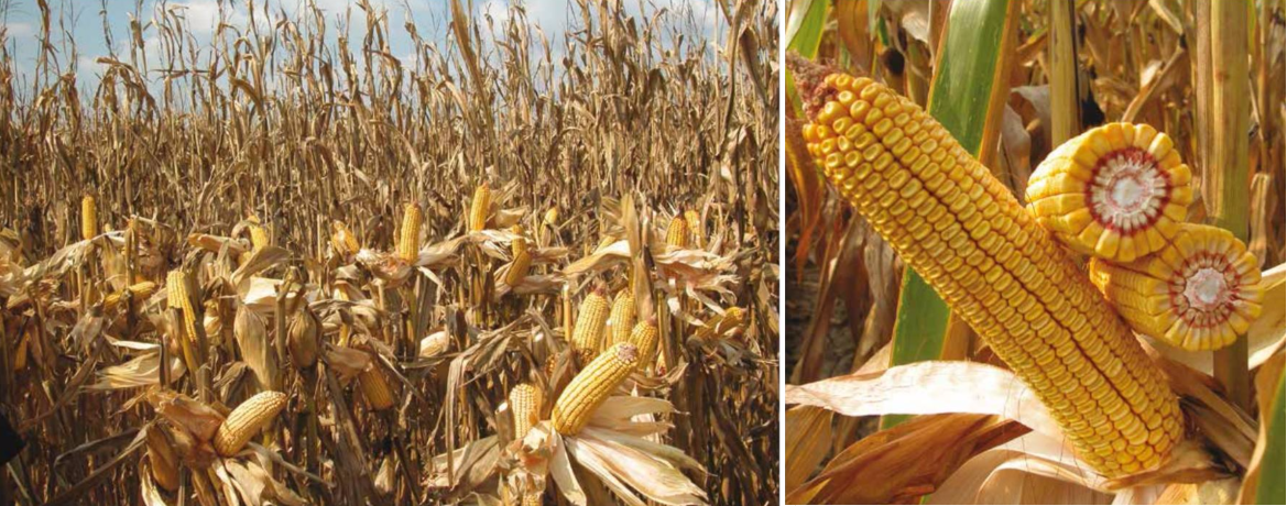 dekalb 6815