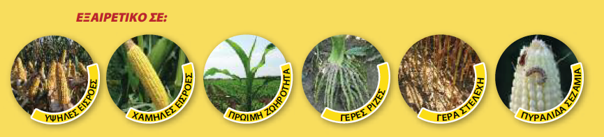 dekalb 6815 EX