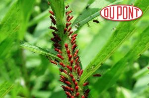 Αποτελεσματική αντιμετώπιση αφίδων με DuPont