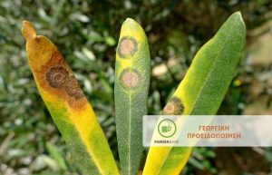 Κυκλοκόνιο – Γλοιοσπόριο : Ευνοϊκές οι συνθήκες της ανοιξιάτικης περιόδου για την ανάπτυξη μολύνσεων στην Ελιά