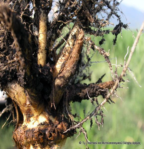 diabrotica image1