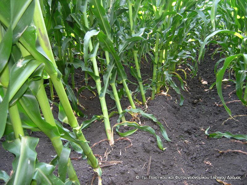 diabrotica image2