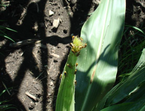 diabrotica image4