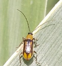 diabrotika