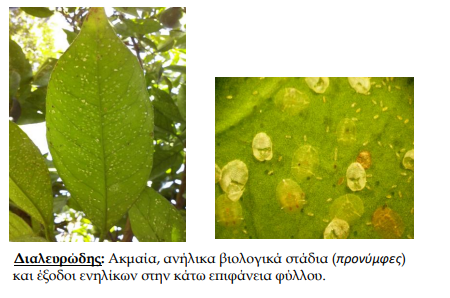 dialeurodis