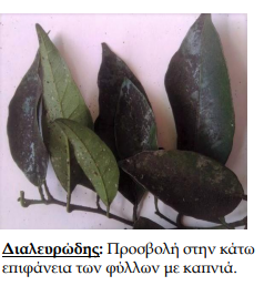 dialeurodis