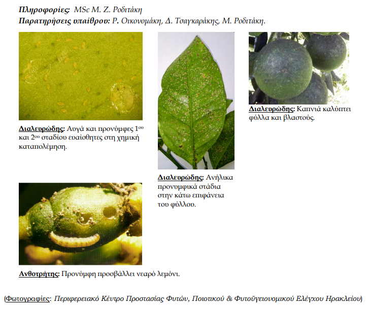 dialeyrwdis anthotritis