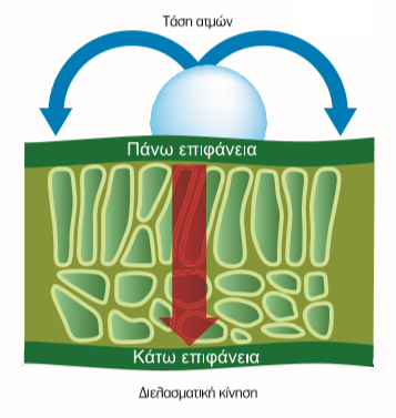 dielasmatikh kinish