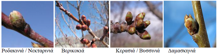 diogkvmenoi ofthalmoi