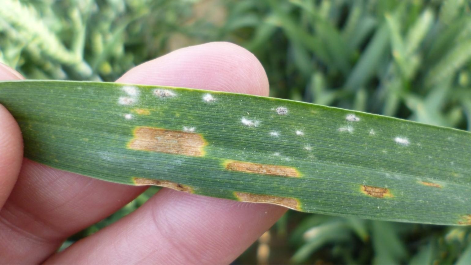 disease id 1540x866 1540x866