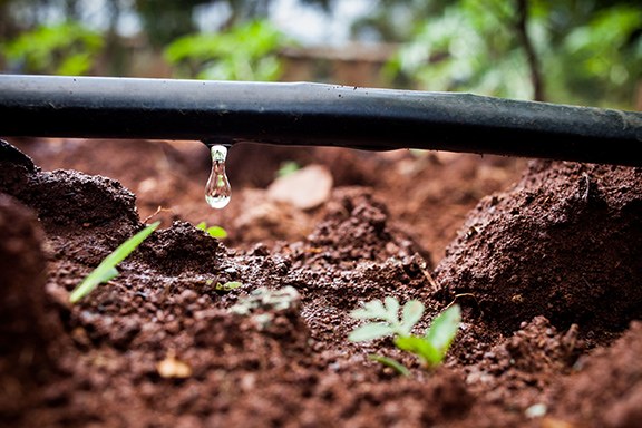 dripirrigation1