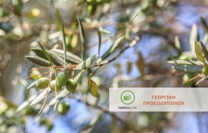 Ελιά: Προσβολές από μύκητες και βακτήρια ευνοούνται αυτή την εποχή